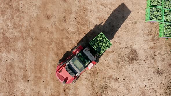 Red forklift transporting a pallet of fresh picked Broccoli. alt