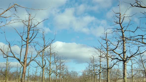 Time Lapse Blue Sky with Clouds in Apple Orchard