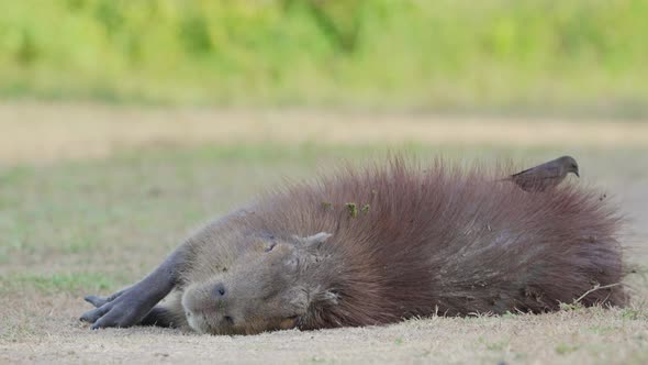 Small little female shiny cowbird eating parasites off a giant sleeping capybara, hydrochoerus hydro alt