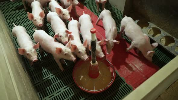 Pink piglets ready to eat in pig farm alt