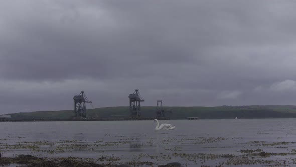 Swan swimming in a river near a power station alt
