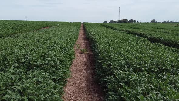 Experimental Soybeans Field Drone 10