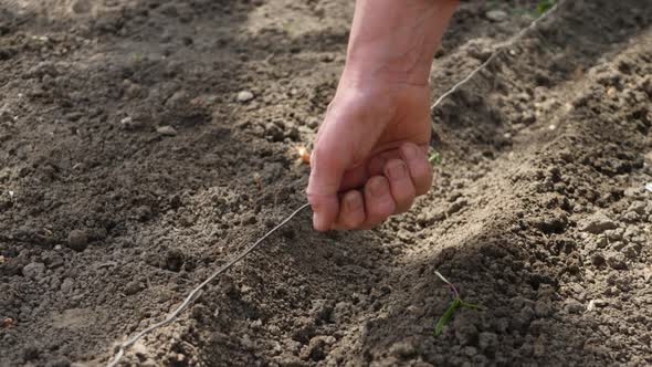Farmer's Hand Planting Seed