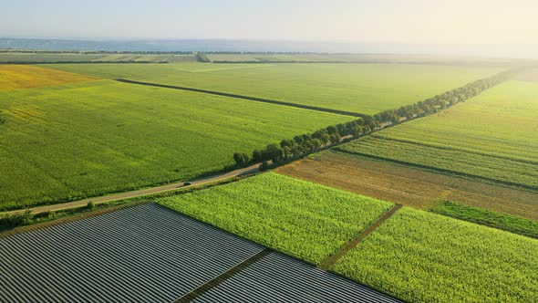 Aerial drone view of nature in Moldova. Wide fields, road with trees alt