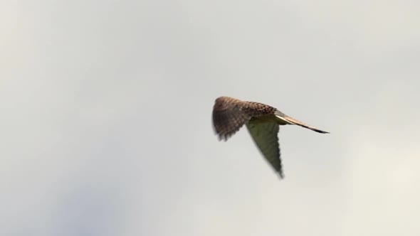 Eurasian common buzzard in flight against sky during sunny day,close up track shot alt