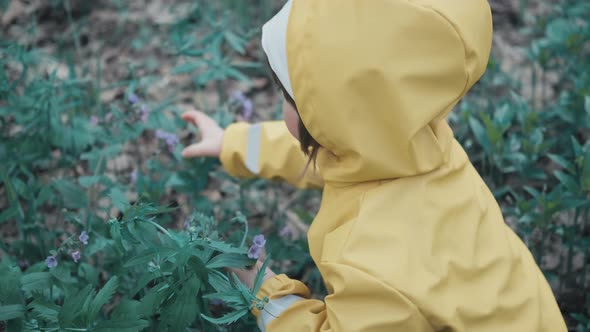 Little Girl in a Yellow Hooded Coat Gathers Early Spring Flowers in Forest