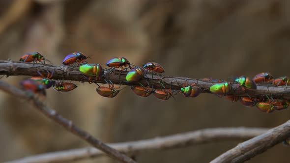 Green Jewel Bug Colony Umbrawarra Gorge, Northern Territory, Australia 4K