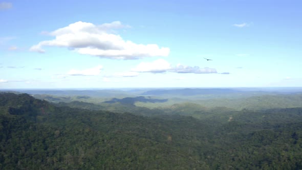 Following an American black vultures, Coragyps atratus, flying in the air alt