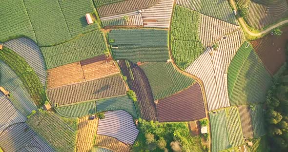 Aerial top down morning light over vegetable plantation in slope of Mount Sumbing, Indonesia alt