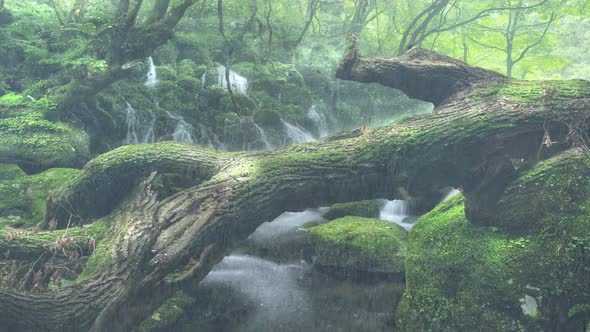 Rain Falls On The Green Forest - Rain Falls And The Stump Falls In The Middle Of The Stream