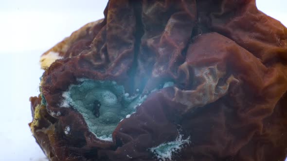 Rotten pear covered with mold with maggots alt