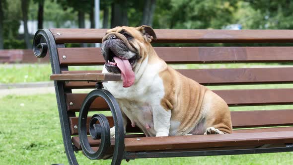 Purebred English Bulldog Rests on a Bench in a City Park