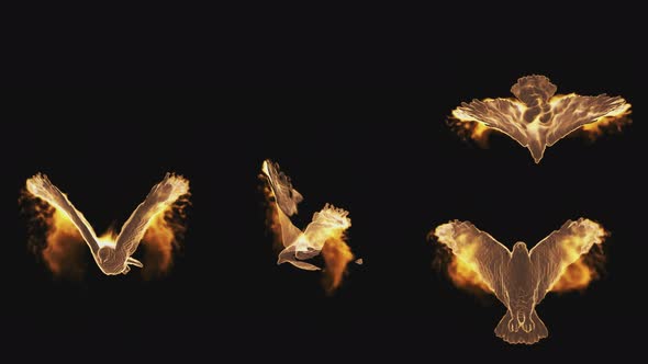 Fiery phoenix birds from different sides on a transparent background