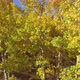 Fall colors on Kenosha Pass, Colorado - VideoHive Item for Sale