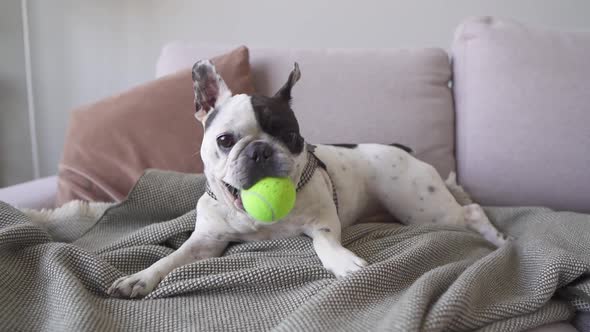 A Black and White Dog Holding Tennis Ball and Looking Up on Owner on the Alert