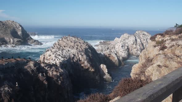 Pelicans Flock Rocky Cliff Island Ocean Point Lobos California alt