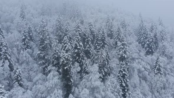 Aerial shot: spruce and pine winter forest completely covered by snow.
