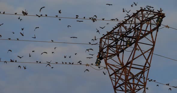 A flock of European starlings (Sturnus vulgaris) roost on overhead wires. Occitanie, France alt