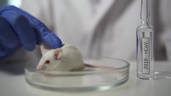 The Scientist's Hand Strokes the Experimental Albino Mouse in a Petri Dish