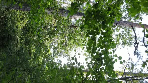 Vertical Video of Green Forest By Day alt