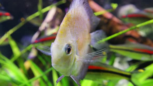 Discus fish swims among plants.