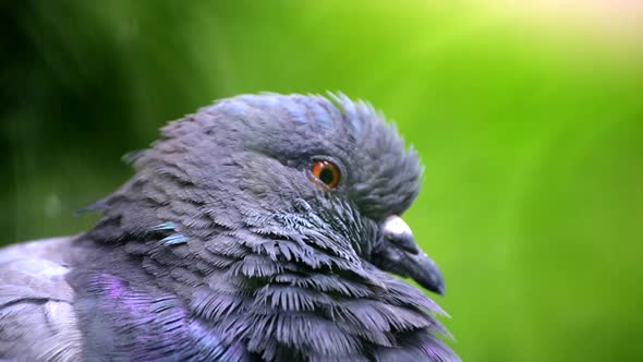 Pigeon Head Close alt