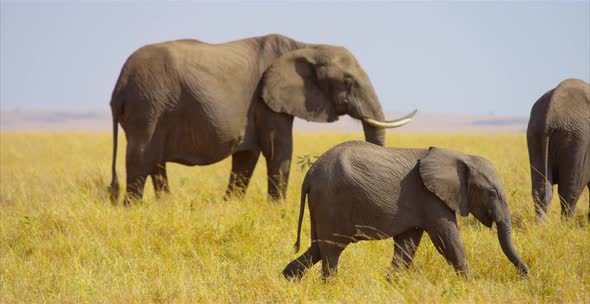 Baby elephant walking in the savanna alt