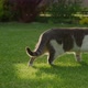 Side View of a Domestic Tabby Cat Walking Crawling on a Green Grass Lawn in the Garden - VideoHive Item for Sale