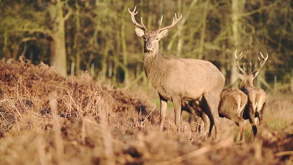 A beautiful pair male deer stags on the dry, brown grass of London, England - close up alt