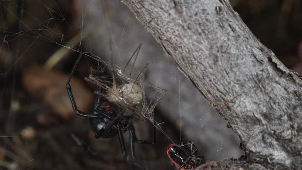 Black Widow Spider collecting its prey stuck in web alt
