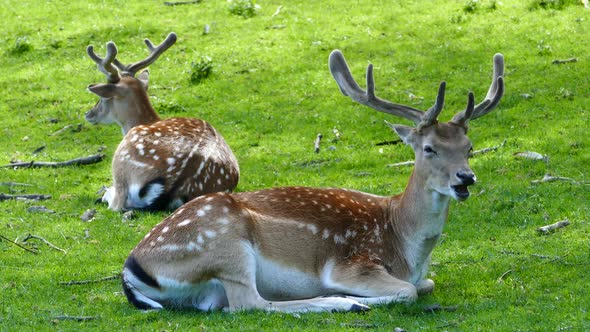 Deer starts to ruminate of his food , Stock Footage | VideoHive