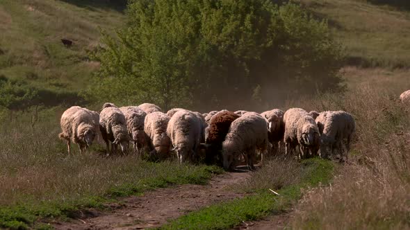 Sheep Are Walking on Grassland. alt