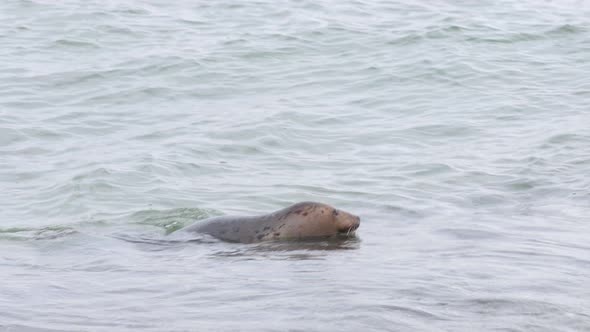 Small seal looking around then diving under water, wintertime in Falsterbo, Skanör, Sweden alt