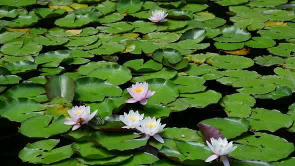 The Lily Pond with Frog and Flower