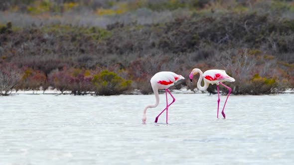 Flamingo Walk in Shallow Water Wild Greater Flamingo in the Salt Lake Nature Wildlife Safari  Shot alt