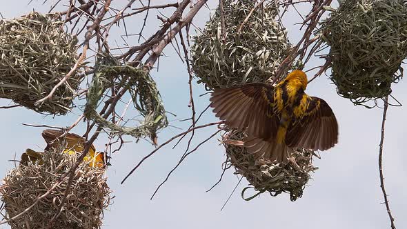 Village Weaver, ploceus cucullatus, Male Hanging from Nest, Displaying to attract Female alt