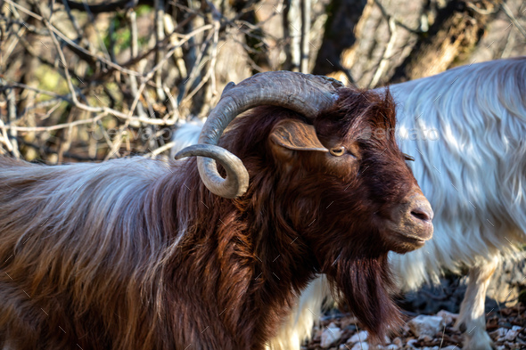 Billy goat at graze portrait. Ruminant mammal animal with backward curving  horn and beard. Stock Photo by rawf8