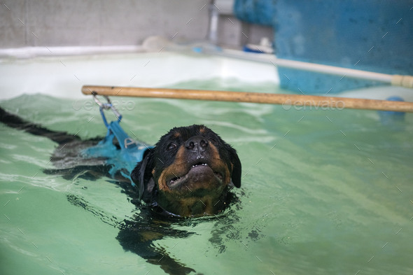 can rottweilers swim