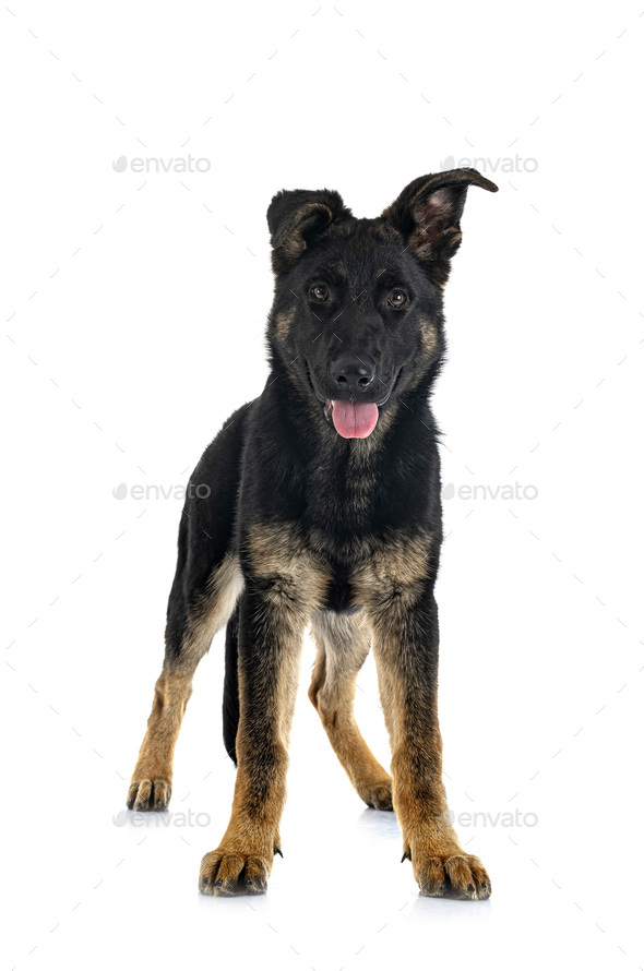 Young hot sale german shepherd