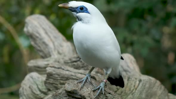 close up shot Bali myna eye bird alt