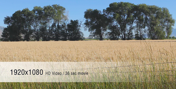 Wheat Field