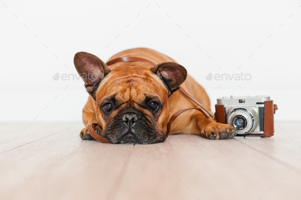 bulldog camera