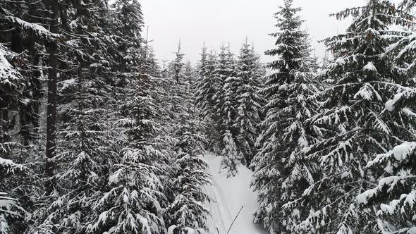 Tall dense old spruce trees grow on a snowy slope