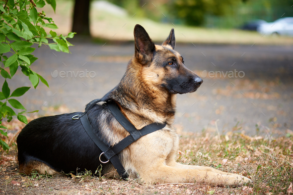 German Shepherd for a walk - Stock Photo - Images