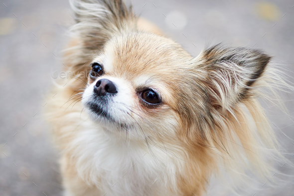 Cute chihuahua dog - Stock Photo - Images