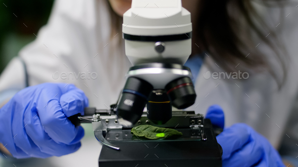 Closeup of chemist researcher hands looking at leaf sample