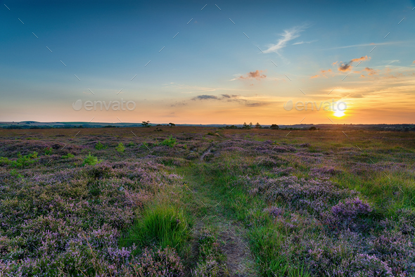Summer sunset over Winfrith Heath - Stock Photo - Images