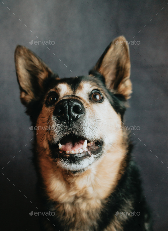 Young and happy short haired German Shepherd frontal close up portrait,  smiling dog happy Stock Photo by AveCalvar