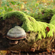Mushroom On A Mossy Tree Mushroom On A Mossy Tree - VideoHive Item for Sale
