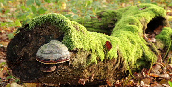 Mushroom On A Mossy Tree